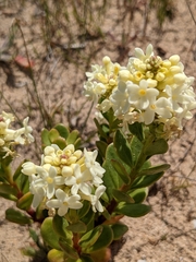 Stackhousia spathulata