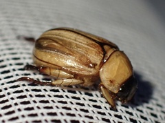 Anomala pallida