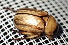 Anomala pallida
