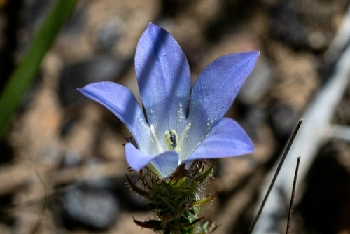 Image of Roella prostrata by (c) magriet b, some rights reserved (CC BY-SA)