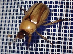 Anomala pallida