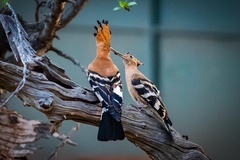 Upupa epops africana