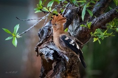 Upupa epops africana