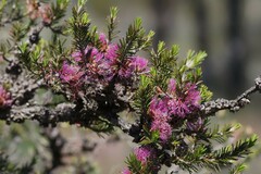 Melaleuca wilsonii