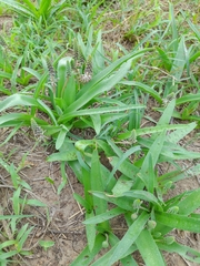 Ledebouria asperifolia