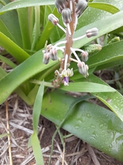 Ledebouria asperifolia