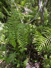 Cyclosorus interruptus