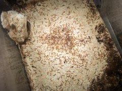 Monomorium pharaonis