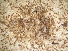 Monomorium pharaonis