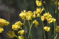 Glischrocaryon behrii