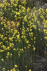 Glischrocaryon behrii