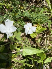 Thunbergia