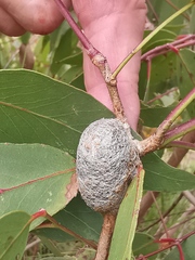 Opodiphthera eucalypti