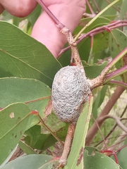 Opodiphthera eucalypti