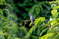 Cacomantis merulinus