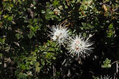 Kunzea pomifera