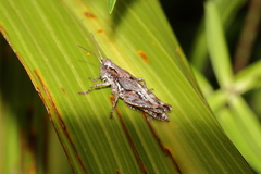 Phaulacridium marginale