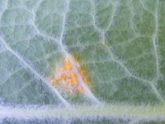 Puccinia primulae