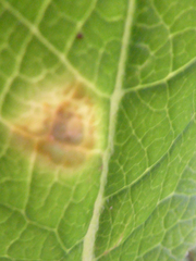 Puccinia primulae