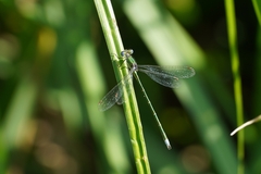 Lestes virens vestalis