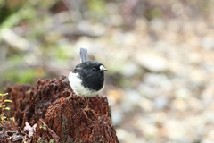 Petroica macrocephala toitoi