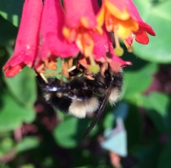 Bombus vagans bolsteri