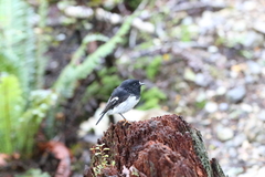 Petroica macrocephala toitoi