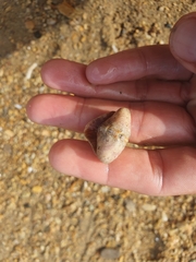 Pseudotonicia cuneata