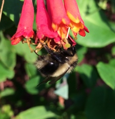 Bombus vagans bolsteri