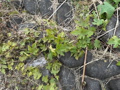 Ampelopsis glandulosa heterophylla