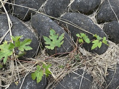 Ampelopsis glandulosa heterophylla
