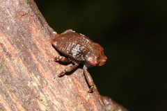 Cryptorhynchinae