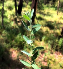 Phyllanthus fuernrohrii