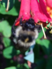 Bombus vagans bolsteri