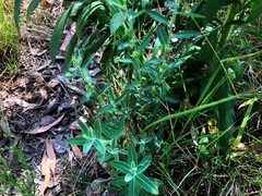 Phyllanthus fuernrohrii