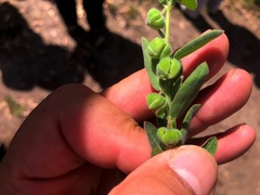 Phyllanthus fuernrohrii