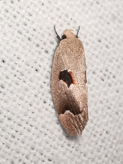 Acanthodela erythrosema