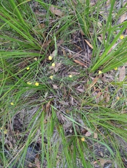 Leptorhynchos elongatus