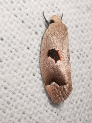 Acanthodela erythrosema