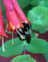 Bombus vagans bolsteri