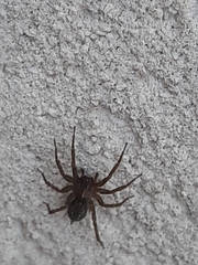 Lycosoides coarctata