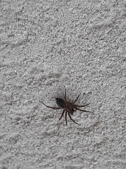 Lycosoides coarctata