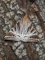 Phrataria replicataria