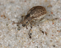 Philopedon plagiatum