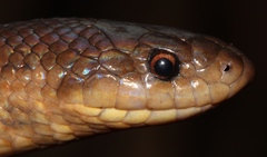 Stenorrhina degenhardtii