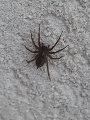 Lycosoides coarctata