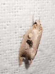 Acanthodela erythrosema