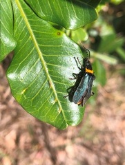 Chauliognathus lugubris