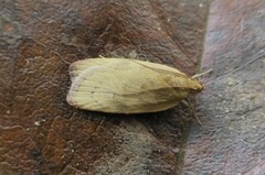 Phaeosaces coarctatella
