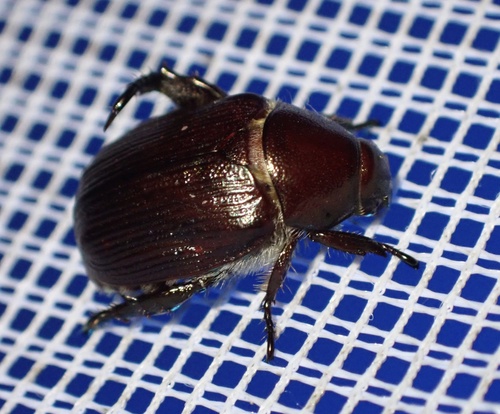 Anomala subterfusca · iNaturalist